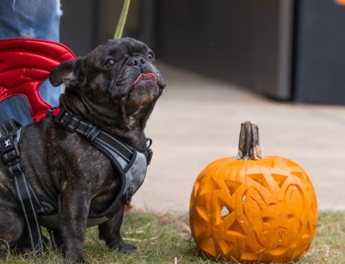A French Bulldog in a harness sits beside a carved pumpkin with a dog design, surrounded by grass.