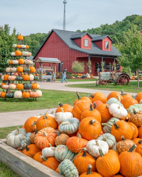 A vibrant pumpkin patch with a variety of pumpkins stacked and a red barn in the background.