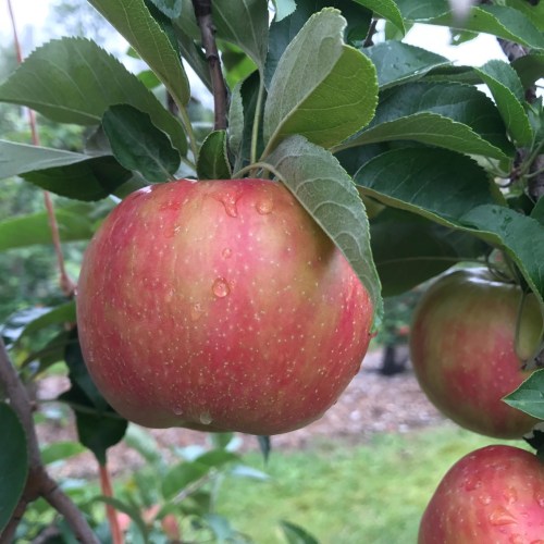 A close-up of a red apple with droplets of water, hanging from a green leafy branch in an orchard.