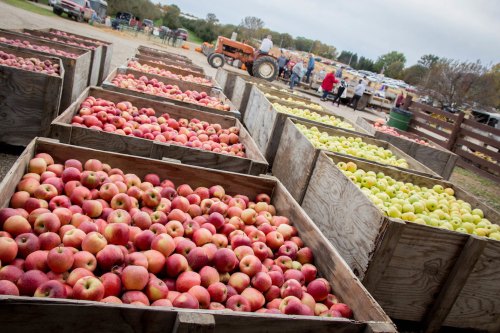 Baskets filled with red and green apples at a farm market, with people and a tractor in the background.