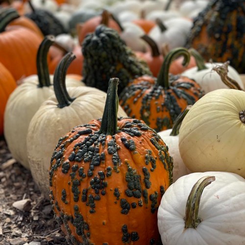 A variety of pumpkins in different colors, including orange and white, arranged on the ground.