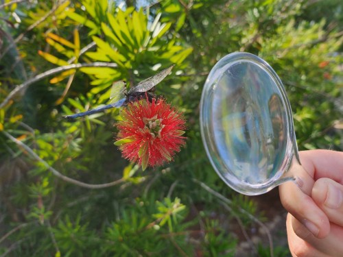 A hand holding a magnifying glass near a vibrant red flower with a blue dragonfly perched on it.
