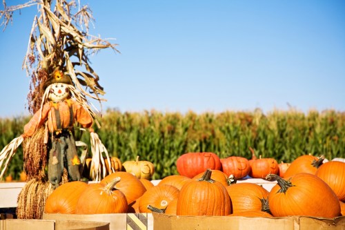 A field of pumpkins with a scarecrow in the background under a clear blue sky.