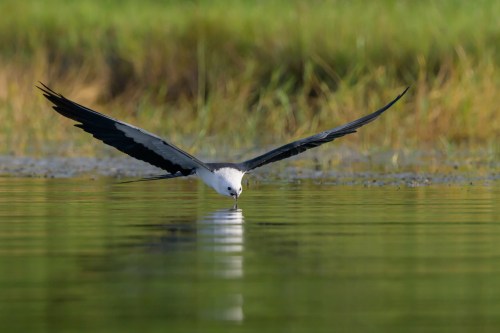 A bird with outstretched wings skims over calm water, reflecting its image in the serene surroundings.