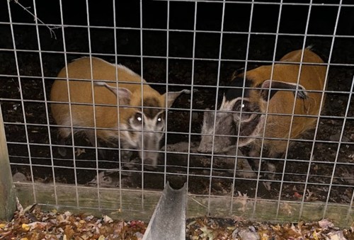 Two brown animals with large ears and snouts are seen through a wire fence in a dimly lit area.