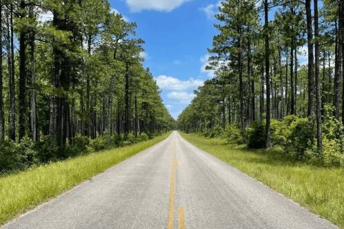 A straight road lined with tall trees under a blue sky with fluffy clouds, surrounded by green grass.