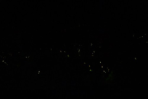 The whole forest is completely left in darkness and the only visible light is coming from dozens of synchronous fireflies.