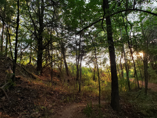 A serene forest scene with tall trees, dappled sunlight, and a winding dirt path through lush greenery.