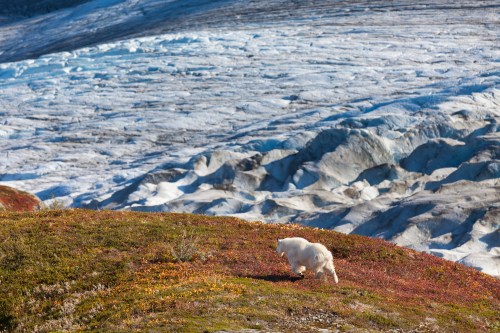A white dog walks across colorful grass with a glacier in the background under a clear blue sky.