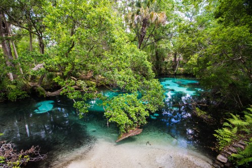 A serene natural scene featuring a clear blue spring surrounded by lush green trees and foliage.