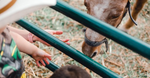 Mother and young child feed a farm pony.