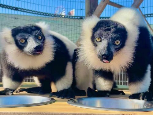 Two black and white lemurs with fluffy fur stand near food bowls, sticking out their tongues in a sunny enclosure.