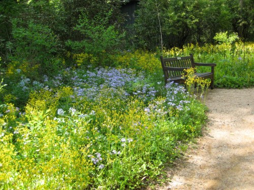 A wooden bench surrounded by a vibrant garden of wildflowers and greenery along a gravel path.