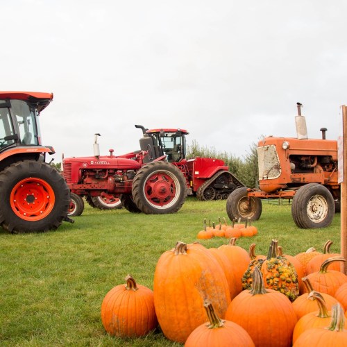 Three tractors in a field with vibrant orange pumpkins in the foreground.