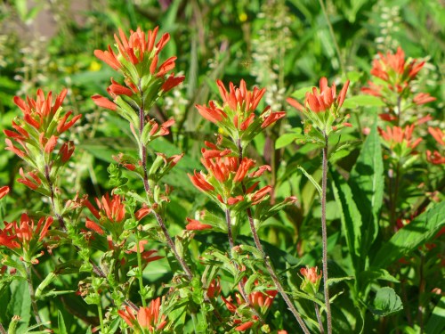 Vibrant orange wildflowers bloom among lush green foliage in a sunny outdoor setting.