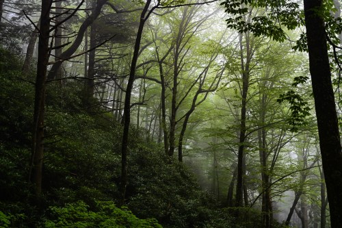A misty forest with lush green trees and dense foliage, creating a serene and tranquil atmosphere.