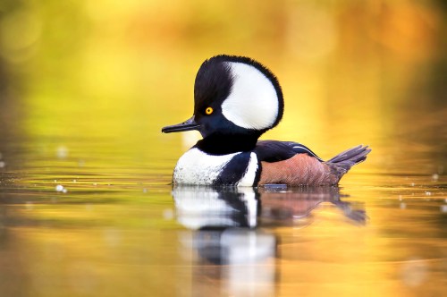 A male hooded merganser swimming on calm water, showcasing its distinctive crest and striking black and white plumage.