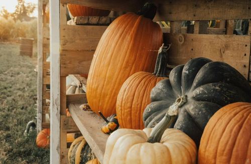 A variety of pumpkins in different colors and sizes displayed on wooden shelves in a sunny outdoor setting.