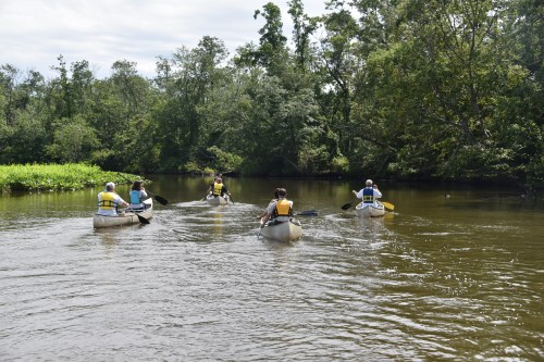 A group of five people paddling canoes on a calm river surrounded by lush greenery.