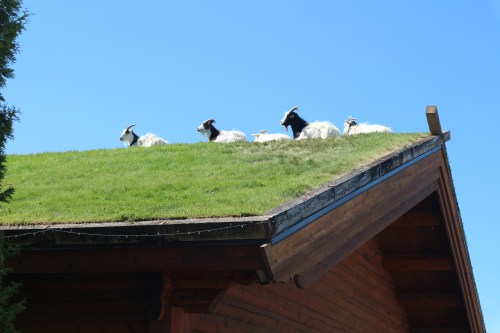 Goats grazing on a grassy roof under a clear blue sky.