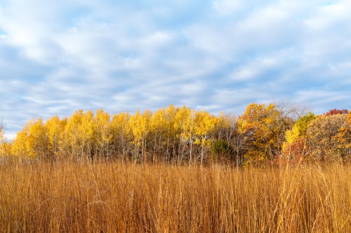 Top Fall Activities in Minnesota: Foliage, Pumpkin Patches & Festivals