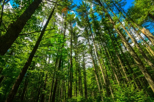 Tall trees stretch towards a bright blue sky, surrounded by lush green foliage in a serene forest setting.