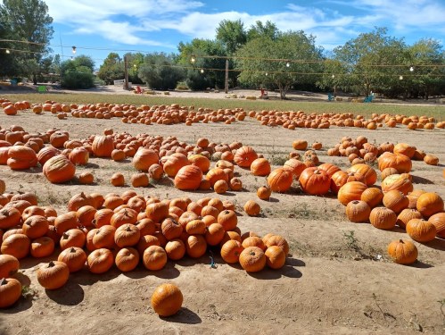 A field filled with numerous orange pumpkins scattered across the ground under a blue sky with a few trees in the background.