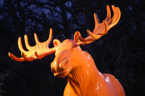 A bright orange moose statue with large antlers, set against a dark background.