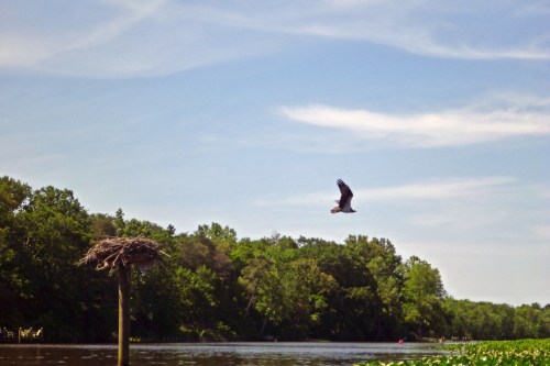 A bird flies over a river with a nest on a post, surrounded by lush green trees and a clear blue sky.