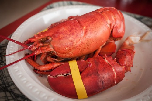 A cooked lobster on a white plate, featuring bright red shell and yellow bands on its claws.