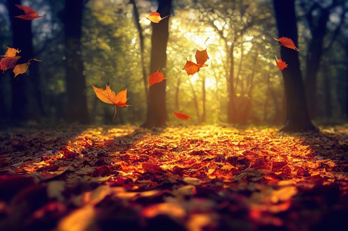 A serene forest scene with sunlight filtering through trees, surrounded by colorful autumn leaves on the ground.