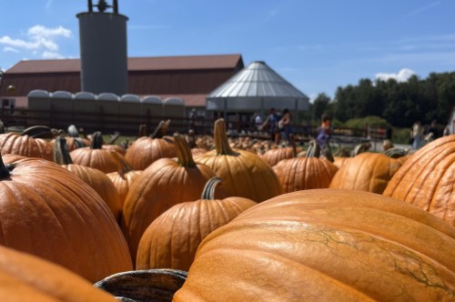 Rows of brightly orange pumpkins with a barn and classic silo in the background.