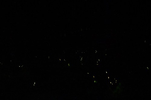 The whole forest is completely left in darkness and the only visible light is coming from dozens of synchronous fireflies.