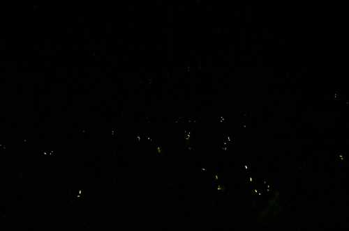 The whole forest is completely left in darkness and the only visible light is coming from dozens of synchronous fireflies.