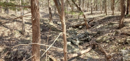 A serene forest scene with trees, rocks, and scattered leaves on the ground, showcasing natural woodland beauty.