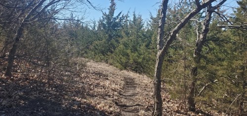 A winding dirt path through a wooded area with sparse trees and dry leaves on the ground under a clear blue sky.