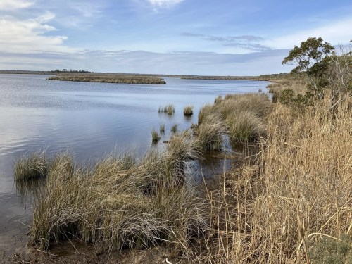 A serene landscape featuring a calm waterway bordered by tall grasses and a cloudy sky in the background.