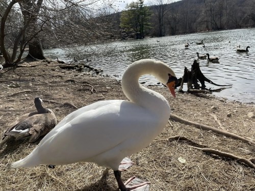 A white swan stands by a pond, with ducks in the background and trees lining the shore.