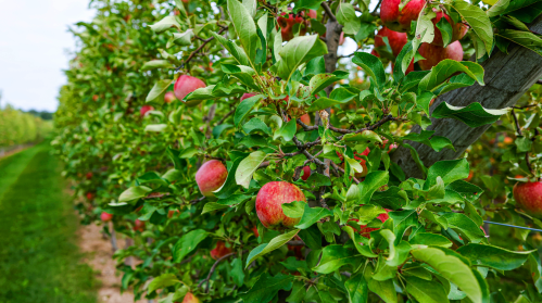 A close-up of apple trees with ripe red apples among lush green leaves in an orchard.