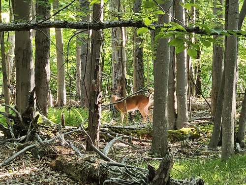 A deer stands among trees in a lush, green forest, surrounded by fallen branches and ferns.