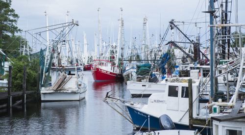 A busy marina filled with fishing boats and masts, surrounded by trees under a cloudy sky.