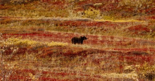 A large brown bear walks through a vast field of red and yellow autumn tundra in Alaska.