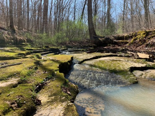A serene stream flows over moss-covered rocks in a wooded area, surrounded by bare trees and green foliage.