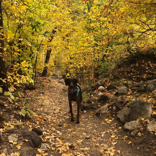 A dog stands on a dirt path surrounded by vibrant yellow autumn leaves and rocky terrain.
