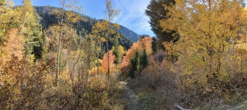 A scenic forest path surrounded by vibrant autumn foliage in shades of orange, yellow, and green under a blue sky.
