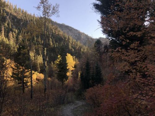 A scenic mountain trail surrounded by autumn foliage and tall trees under a clear blue sky.