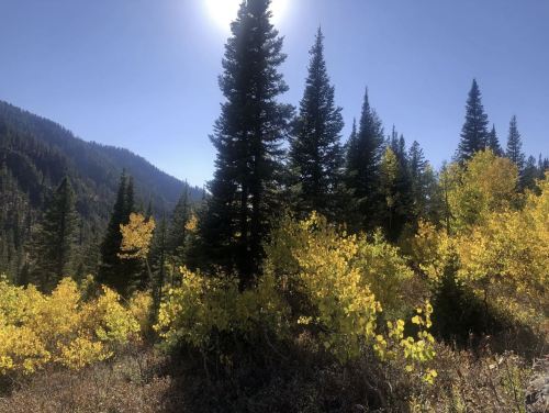 Sunlight filters through tall evergreen trees, illuminating vibrant yellow foliage in a mountainous landscape.