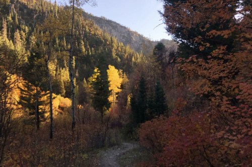 A winding trail through a forest with vibrant autumn foliage and sunlight illuminating the mountains in the background.