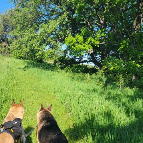 Two dogs stand on a grassy path, looking up at a tree with lush green leaves in a sunny outdoor setting.