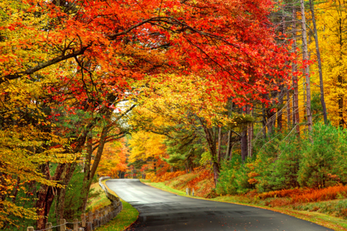 Red, yellow, orange, and green fall foliage along a road near the Quabbin Reservoir.